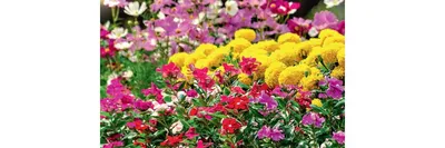 Фото рассады однолетние цветы оптом от производителя