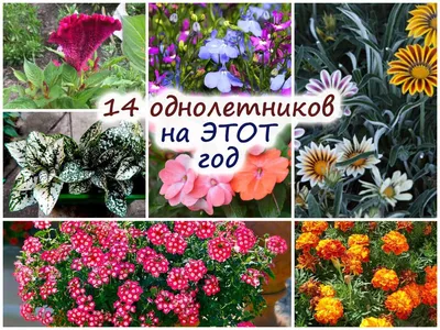 Солнцелюбивые растения для сада: многолетние и однолетние цветы, кустарники  и деревья | Houzz Россия