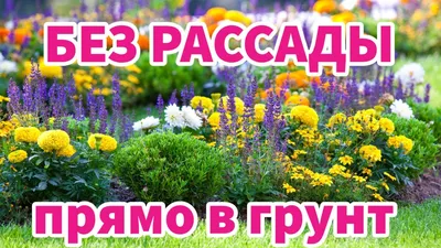 Неприхотливые многолетние цветы для дачи: фото, названия, виды, цветущие  все лето для клумбы, сада