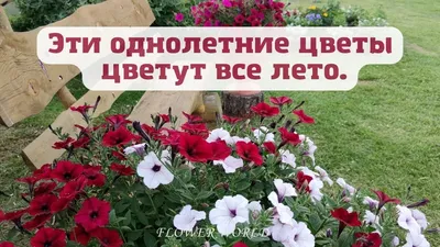 Сад для нетерпеливых. Быстрорастущие растения - посадка, уход, фото, как  вырастить и собрать урожай - «Блог Флориум.юа» 2024