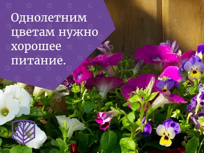 Эти однолетние цветы цветут все лето.💐 - YouTube