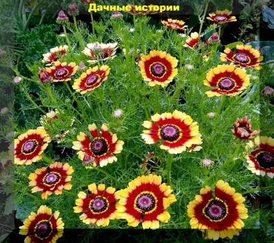 Очень красивые, необычные, и неприхотливые однолетние цветы для сада. Сеем  сразу в грунт | Дачные истории | Дзен