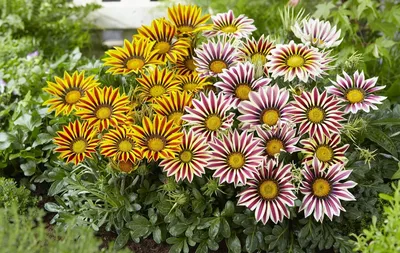 Цветы садовые однолетние - 69 фото