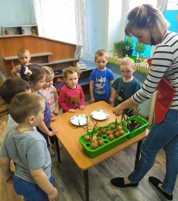 Посадили огород, посмотрите, что растет!