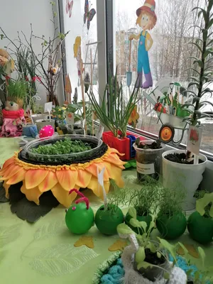 Проект «Огород на подоконнике» на конкурсе ДОУ «Лучший огород на подоконнике»  / МБДОУ детский сад \"Солнышко\" г. Чаплыгина Липецкой области