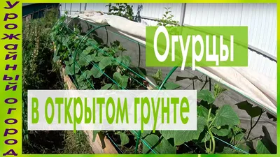 Грядка для огурцов в открытом грунте своими руками | Как подготовить весной  простую посадку в лунки