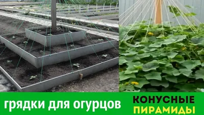 Топ 14 полезной зелени на грядке - GreenMarket