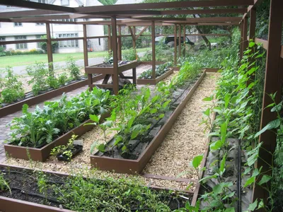 Подвязка гороха/ Support for tying green peas, peas | Садовые конструкции,  Садовые грядки, Органическое садоводство