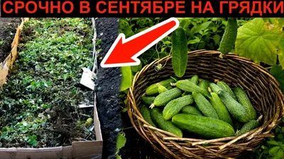 Почему огурцы горькие: что делать и как предотвратить | by AGRODOM NEWS |  Medium