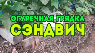 Грядки для огурцов: теплые, вертикальные. Как сделать грядки под огурцы:  вертикальные, теплые, переносные. Из этой статьи вы узнаете, как быстро и  легко сделать теплые или вертикальные грядки для огурцов.