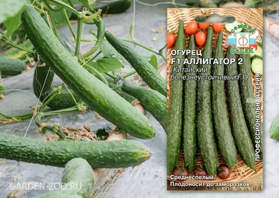 Огурец Зеленый Змей F1+Зеленый крокодил 🥒 купить с доставкой почтой, цены,  фото в интернет-магазине Dolinasad.by