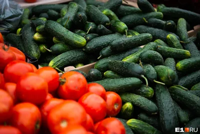 Выбираем семена огурцов правильно! - GreenMarket