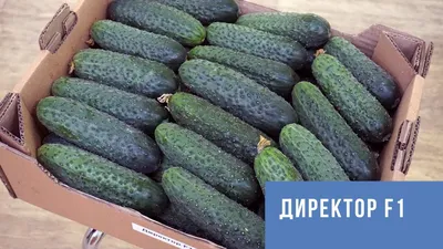 Директор F1 семена огурца партенокарпический Nunhems купить, цена в  интернет-магазине Супермаркет Семян