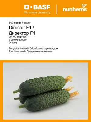 Купить семена Огурец Директор F1 в Минске и почтой по Беларуси