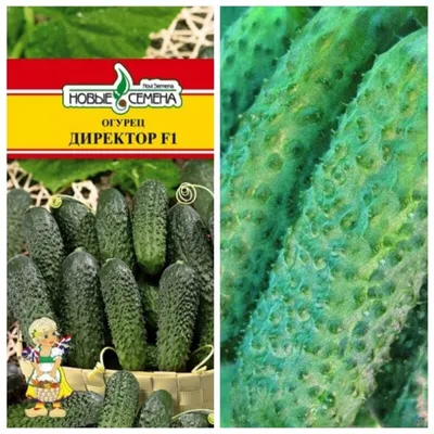 Семена Агроуспех огурец Директор F1 7 шт. 59851 - выгодная цена, отзывы,  характеристики, фото - купить в Москве и РФ