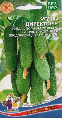 Уральский дачник Директор - купить по выгодным ценам в интернет-магазине  OZON (395182536)