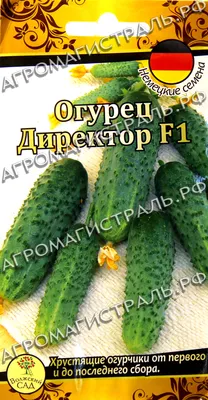 Огурец Директор F1, Nunhems