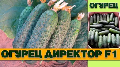 Огурец Директор F1, семена Агроуспех 7шт (350) в ТПК РОСТИ - ТПК Рости