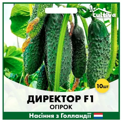 Семена Тимирязевский питомник огурец Директор F1 5 шт. 4607189275609 -  выгодная цена, отзывы, характеристики, фото - купить в Москве и РФ