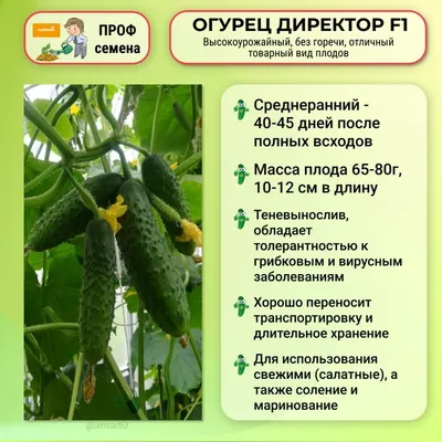 Огурец Директор F1, 50 шт купить 〛по выгодной цене в Киеве и Украине | Фото  | Отзывы