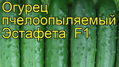 Огурцы Эстафета - отзывы покупателей на маркетплейсе Мегамаркет | Артикул:  100045548248
