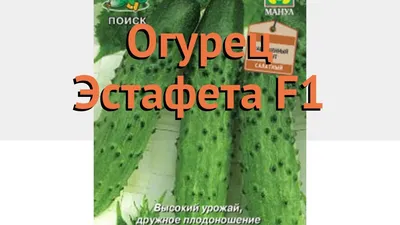 Огурцы Эстафета :: ОВОЩИ :: ОВОЩИ ФРУКТЫ