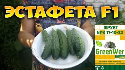 Огурцы Эстафета, среднеплодные, 450 г - отзывы покупателей на маркетплейсе  Мегамаркет | Артикул: 100032947925