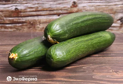 Огурец Эстафета 12 шт цв.п (Поиск) — купить в городе Кострома, цена, фото —  Первая торговая компания