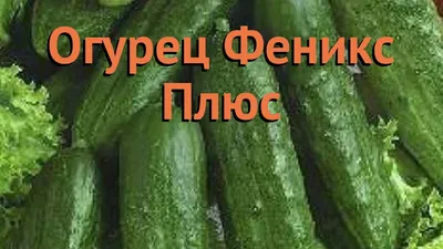 Семена огурцов Феникс 640, Семена Черкащины - «Вкусный, ароматный,  хрустящий.» | отзывы