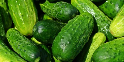 Раскрыт способ выбрать самые вкусные огурцы | 27.06.2022, ИноСМИ