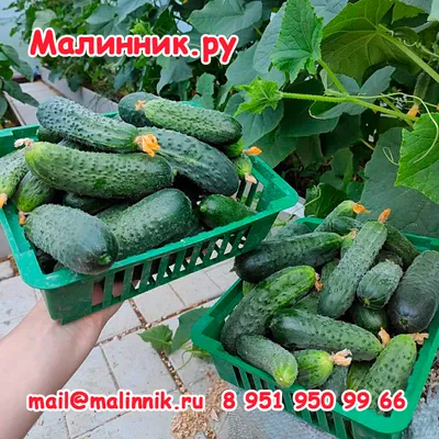 9 сортов огурцов, которые не горчат: что посадить без горечи в грунт или  теплицу. Лучшие сорта огурцов - 10 марта 2022 - v1.ru