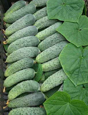Огурец Герман F1 Нидерланды купить, отзывы, фото, доставка - sp-garden.ru  cовместные покупки для сада