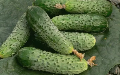 Купить Огурец Герман F1 (250 семян) • Seminis Vegetable Seeds (Нидерланды)  • высокая продуктивность и супер раннее созревание, огурец для пленочных  теплиц • в Агрошоп5 с доставкой по России • -35411