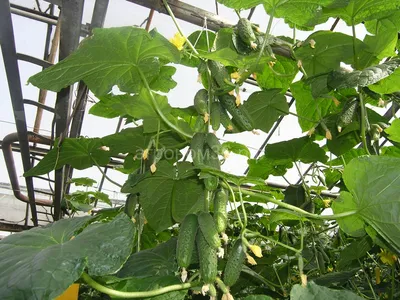 Огурец Герман F1 (Seminis) купить в интернет-магазине Интернет-магазин  \"Агроном\"