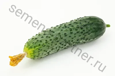 Огурцы : Герман