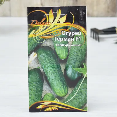 Сравниваю огурцы \"Герман\" и \"Зозуля\". Какие сорта лучше: партенокарпические  или пчелоопыляемые? | Рассада для сада. | Дзен