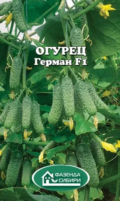 Семена Огурец \"Герман F1\" набор 1, 2, 3, 5 уп за 166 ₽ купить в  интернет-магазине ПСБ Маркет от Промсвязьбанка