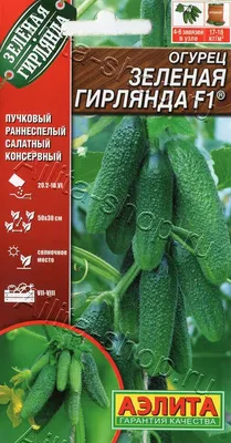 Сибирская гирлянда F1 семена огурца партенокарпический Імперія Насіння  купить, цена в интернет-магазине Супермаркет Семян