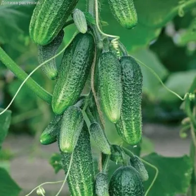 Огурец Гирлянда F1 автор. 🥒 купить с доставкой почтой, цены, фото в  интернет-магазине Dolinasad.by