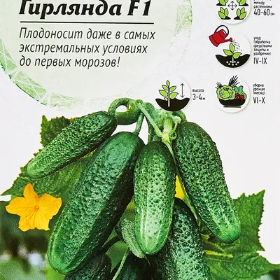 СКАЗОЧНО УРОЖАЙНЫЙ И ВКУСНЫЙ ОГУРЕЦ \"ГИРЛЯНДА F 1\" | Дача-удача | Дзен