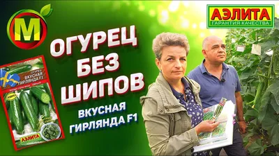 Семена Огурец F1 Зеленая гирлянда: описание сорта, фото - купить с  доставкой или почтой России