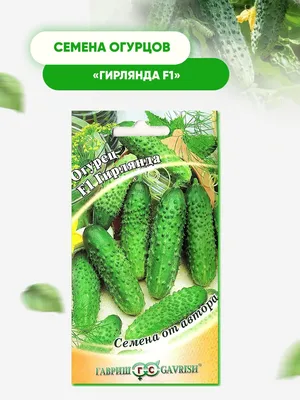 Огурец Гирлянда F1 автор. 🥒 купить с доставкой почтой, цены, фото в  интернет-магазине Dolinasad.by