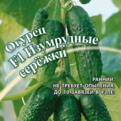 Для теплицы, открытого грунта и универсальные: лучшие сорта-гибриды огурцов,  которые точно не подведут | Дачные истории | Дзен