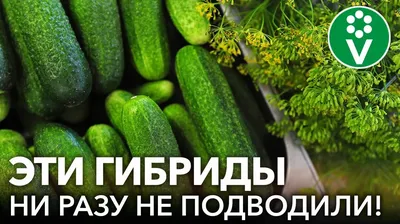 Огурцы Изумрудные сережки и Машенька в виноградной теплице - YouTube