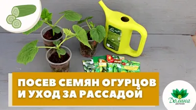 Огурец Изумрудные сережки F1 10шт - Гарден Зоо - товары для сада и огорода,  загородного дома и дачи 2023 выбрать и купить с доставкой