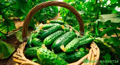 Высекать огурцов Украшение еды Vegetable цветки Стоковое Изображение -  изображение насчитывающей огурцы, ингридиент: 97357381