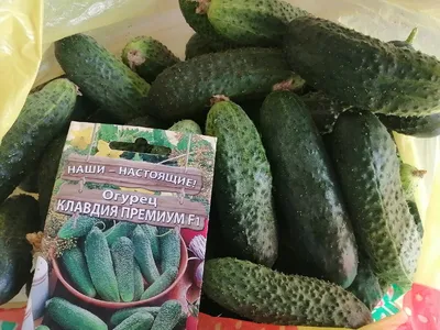 Огурец Клавдия евр.отв - купить в Москве в интернет-магазине