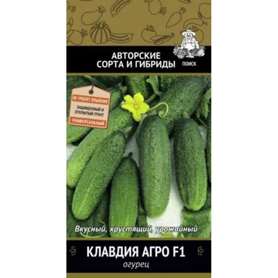 Семена ЭЛИТагро Огурец Клавдия F1 - «Урожайный и вкусный, проверенный сорт  огурцов \"Клавдия\" гибрид F1. Выращивание в парнике, капельный полив.» |  отзывы
