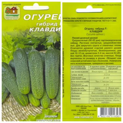 Семена ЭЛИТагро Огурец Клавдия F1 - «Урожайный и вкусный, проверенный сорт  огурцов \"Клавдия\" гибрид F1. Выращивание в парнике, капельный полив.» |  отзывы