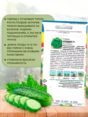 Огурец F1 Клавдия Агро \"Удачные семена\" - «Совсем не та \"Клавдия\", которая  была раньше. Колючая и сухая.» | отзывы